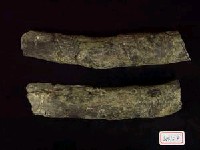 藏品(肋骨)的圖片